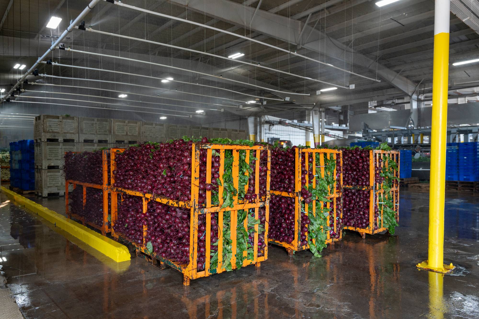 Freshly harvested beets in crates at an Edinburg food processing facility