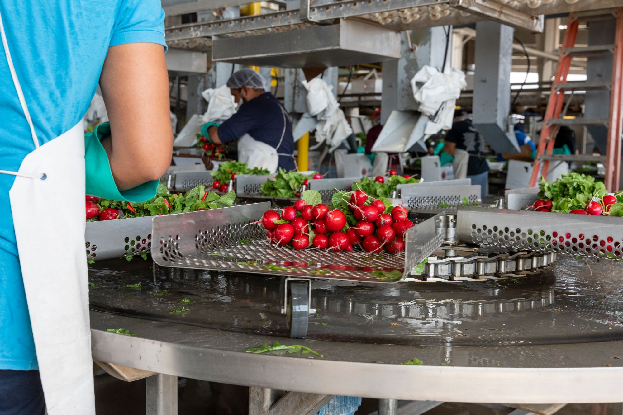 Workers processing radishes on a production line in Edinburg