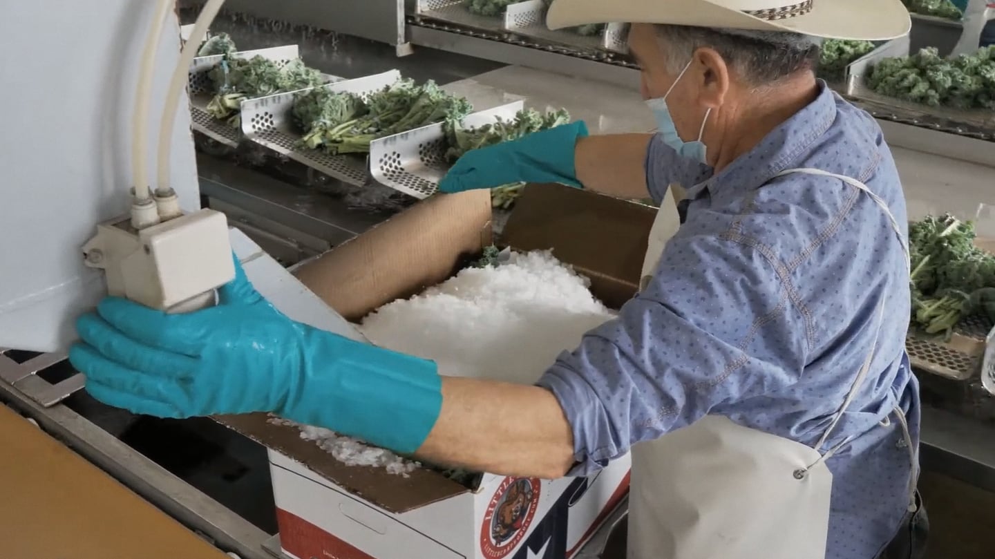 A worker packing food products on an Edinburg production line