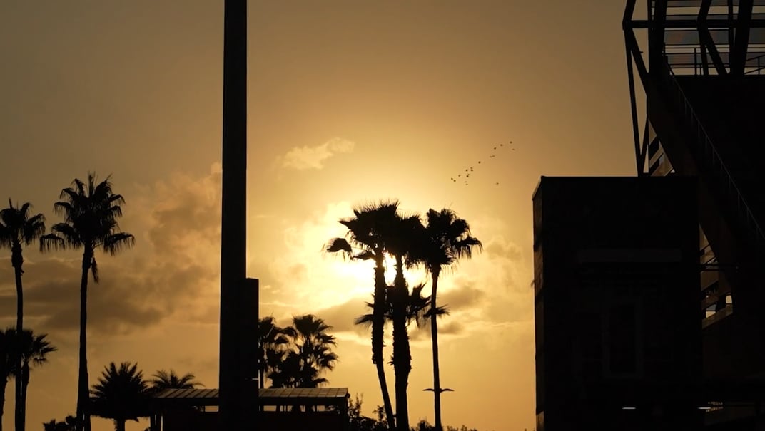 Palm trees silhouetted against an Edinburg sunset