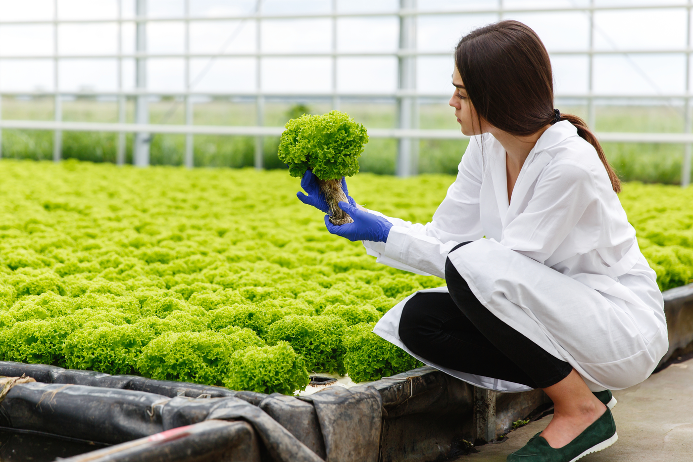 Inspecting greenhouse-grown lettuce in the Edinburg area